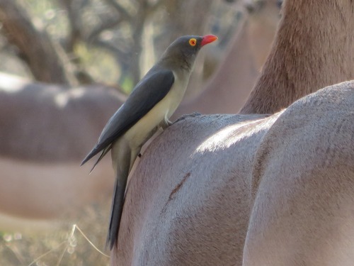 Red-billed Oxpecker