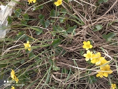 Caltha arctica