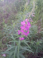 Chamaenerion angustifolium