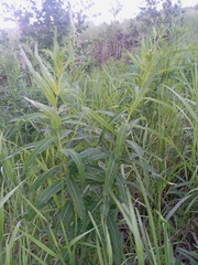 Chamaenerion angustifolium