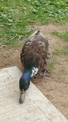 Anas platyrhynchos domesticus