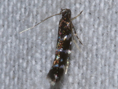 Stagmatophora argyrostrepta