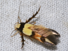 Stathmopoda pantarches