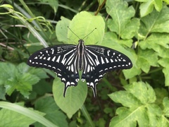 Papilio xuthus