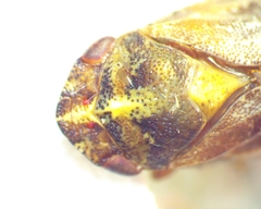 Aphrophora saratogensis