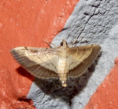 Cnaphalocrocis bilinealis