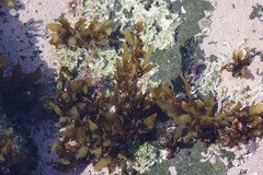 Sargassum incisifolium