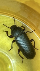 Tenebrio obscurus