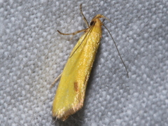 Telocharacta hemicroca