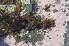 Sargassum incisifolium