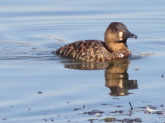 Thalassornis leuconotus