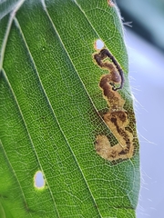 Stigmella tityrella
