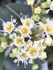 Dasispermum