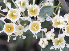 Dasispermum