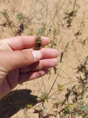 Carex sabulosa