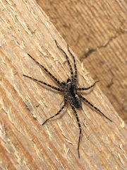 Acantholycosa lignaria