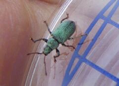 Phyllobius roboretanus