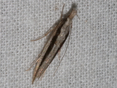 Trachydora centromela