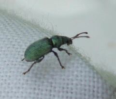 Phyllobius roboretanus