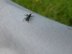 Phyllobius roboretanus