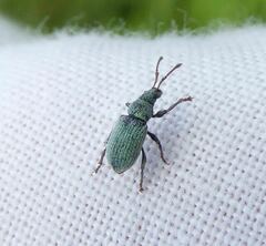 Phyllobius roboretanus