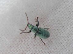 Phyllobius roboretanus