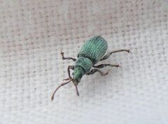 Phyllobius roboretanus