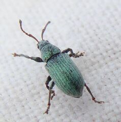 Phyllobius roboretanus