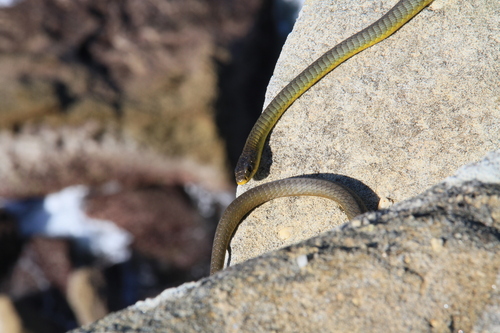 Common Tree Snake sighting
