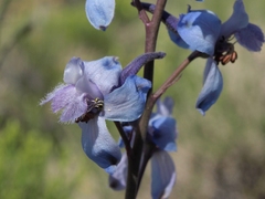 Delphinium parishii parishii
