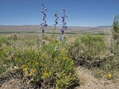 Delphinium parishii parishii