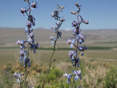 Delphinium parishii parishii