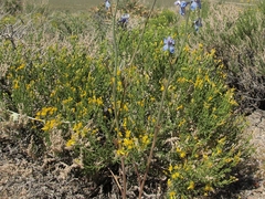 Ericameria cooperi cooperi