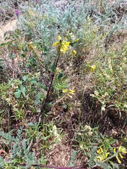 Astragalus sericeocanus