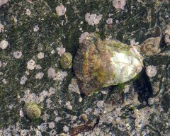 Striostrea margaritacea