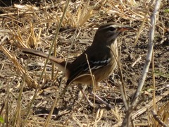 Cercotrichas leucophrys