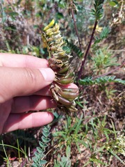 Astragalus sericeocanus