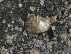 Striostrea margaritacea