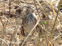Cercotrichas leucophrys
