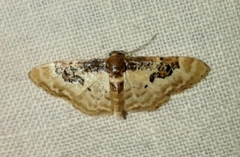 Idaea mustelata