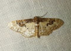 Idaea mustelata