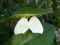 Gonepteryx cleopatra