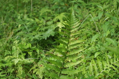 Dryopteris uniformis