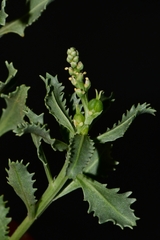 Stillingia treculiana