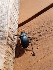 Carabus convexus dilatatus