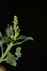 Stillingia treculiana