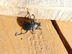 Carabus convexus dilatatus