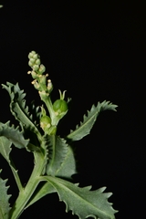 Stillingia treculiana