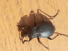 Carabus convexus dilatatus