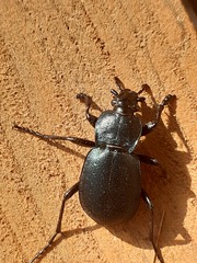 Carabus convexus dilatatus